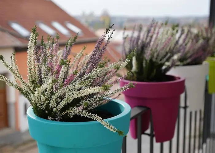 One Luxury 埃格尔